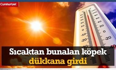 Sıcaktan bunalan sokak köpeği klimalı dükkanda serinledi