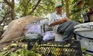 Toroslar'da hasat başladı: Alternatif ürün olarak ekilmişti...