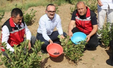 Yozgat'ta 'süper meyve' hasadı başladı: 3 yıl sonra verime geçiyor...