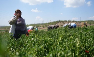 Sınırın sıfır noktasında hasat başladı: Bu köy ekmeğini tamamen acıdan çıkartıyor