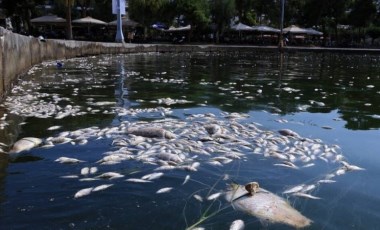 Yunanistan sahilinde binlerce ölü balık denizi kapladı