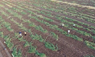 Diyarbakır'da hasat başladı: Üretici beklediği verimi alamadı