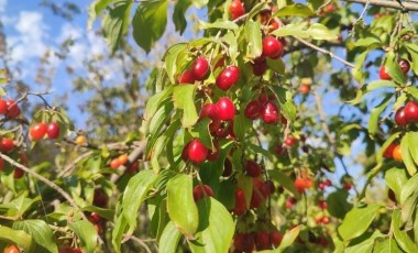 Erzincan'da hasat başladı: Kalbi koruyor, enfeksiyonu temizliyor!