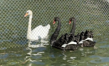 Çankaya Belediyesi kuğuları neden ayırdığını açıkladı: 'Siyah kuğular...'