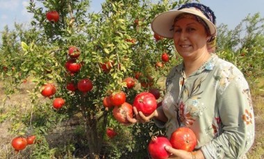 Mersin'de yılın ilk erkenci hasadı başladı: Dalında 30 lira markette 120 lira