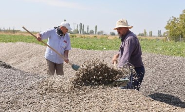 Aksaray'da bu yılki hasat başladı: Binbir emekle toplanıyor, tarlada 7 gün bekliyor