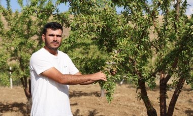 ‘Sivas'ta yetişmez' diyenlere inat ekti! 11 yılın ardından ilk kez hasat etti...