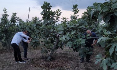 Hasadı başladı: Coğrafi tescil alma yolunda! Samsun'un Tekkeköy ilçesine özgü....