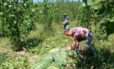 Mut'ta hasat başladı! Bin 200 ton rekolte bekleniyor..