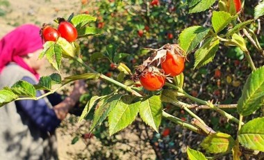 Zorlu arazilerde toplanıyor: 100 gramında bir kasa portakala eşdeğer C vitamini  var