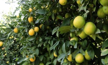 Adana’da limonun fiyatını düşürecek hasat başladı