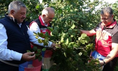 Yeşil altında hasat başladı: 202 bin 41 ton üretim bekleniyor