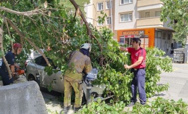 Kadıköy’de güneşten çürüyen ağaç otomobilin üzerine devrildi