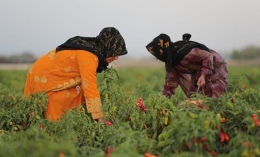 Şanlıurfa'da hasat başladı: Kadınların acı serüveni 4 ay sürecek...