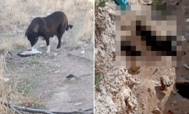 Katliam haberleri başladı… AKP’li Niğde Belediyesi köpekleri toplu mezarlara gömdü: Baro harekete geçti