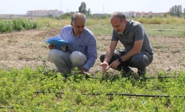 Niğde'de yetiştirildi: Hem daha verimli hem hızlı hasat ediliyor...