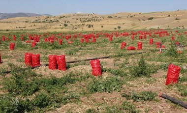 Kümbet Ova'da hasat başladı: Tarlada 4, pazarda 12 lira