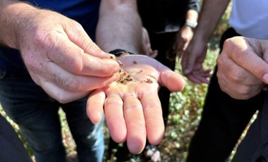 3 farklı rakımda denendi: İlk hasadı gerçekleşti! Sinop Mantısı yapımında kullanılacak...