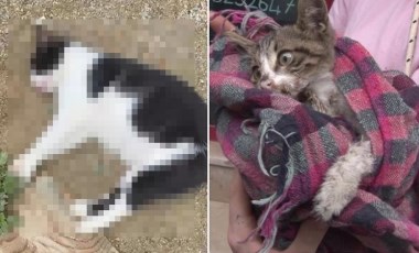 Kadıköy’de hayvan katliamı: 25 kedi ve köpeği zehirlemişler!