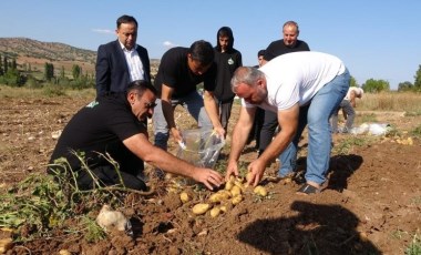 Kümbet Ovası'nda hasat başladı: Fiyat yarı yarıya düştü! Tarlada 4 liradan satılıyor