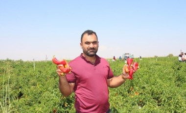 Şanlıurfa’da hasat sabahın erken saatlerinde başlıyor: Hem tatlı hem acı