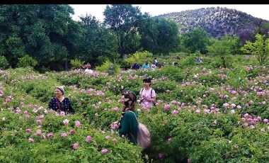 Üretimin yüzde 65'i Isparta'da! Kilosu 90 lira