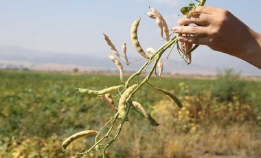 2 bin 100 dekar alanda hasat başladı! 425 ton ürün bekliyor...