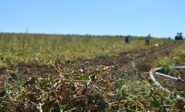 Kelkit'te hasat başladı: 800 ton arasında rekolte bekleniyor!