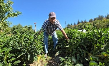 Emekli olduktan sonra köyüne döndü tropikal meyve üretimine başladı!  2 dönümlük arazide 15 çeşit meyve...