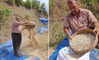 Toroslar'ın eteğinde hasat başladı: Kar suları ile sulanarak üretildi