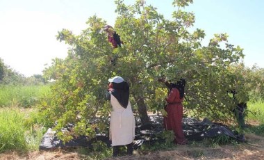 Şanlıurfa'da hasat 2 bin 300 işçi ile başladı! 10 farklı bölgede yetişiyor