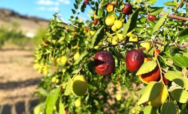 Kolesterolün baş düşmanı! Afyonkarahisar’da yetişiyor: Hasadı için geri sayım başladı...