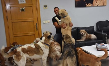 Fabrikasını can dostlarına açtı: 36 köpek, 7 kedi var