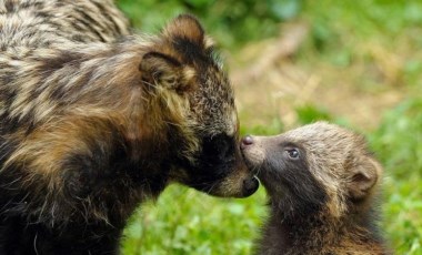 Genetik hayaletler araştırması: Covid'in kaynağı bulundu