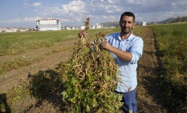 Kelkit'in coğrafi işaretli lezzetinde hasat sürüyor: Çinko deposu