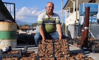 Samandağ'da hasat son buldu: Mahsulün yarısını domuzlarla  paylaşıyor, kalanı 350 TL'ye satıyor