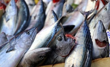 Karadeniz’de palamut bolluğu: Tanesi 80 liraya düştü!