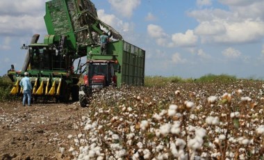 Hasat devam ediyor: Adanalı çiftçiler beyaz altın'dan  umduğunu bulamadı