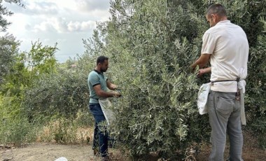 100 yıllık ağaçlarda hasat başladı: 70 TL'den alıcı buluyor...