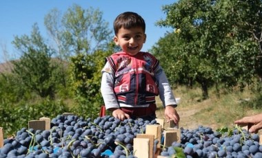 Erzincan'da hasat başladı: Demir deposu...