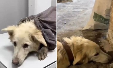 Köpeği döverek öldüren sanığa 5 ay hapis cezası