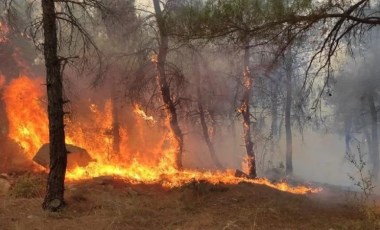 Trakya'da yangınlardan zarar gören orman alanı bu yıl yaklaşık 5 kat arttı