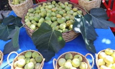 Silopi'nin tescilli lezzetinde hasat vakti: