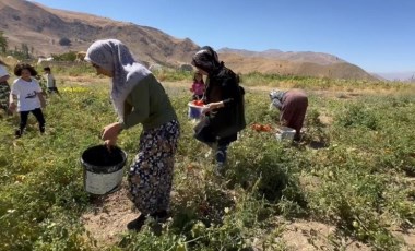 Yüksekova’da kadınların eliyle hasat başladı: Hem satacaklar hem de ev yemeklerinde kullanacaklar