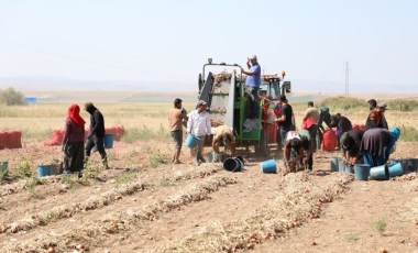 5 aylık bekleyiş son buldu! 'Alaca mor'unda hasat zamanı....