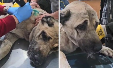 Kayseri'de sokak köpeği tabancayla vuruldu