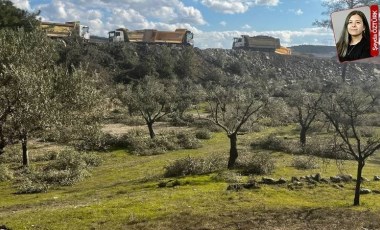 Ağaç kıyımı yapan YK Enerji’ye TEİAŞ tarafından kapasite mekanizması ödemesi yapıldı