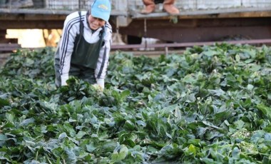 Kozan'da hasat başladı: Tarlada kilosu 14 TL...