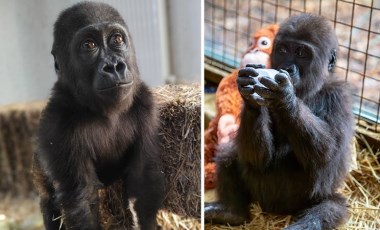 Yavru gorile isim aranıyor: Bakanlığa 20 binin üzerinde öneri geldi