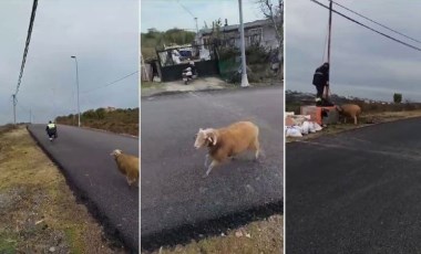 Beykoz’da sinirli bir koç, temizlik işçilerini kovaladı!